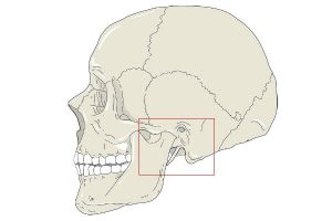 Articulação Temporomandibular (ATM)