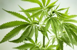 Uso medicinal da maconha