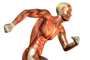 O que são Fáscias Musculares e Rotas Miofasciais